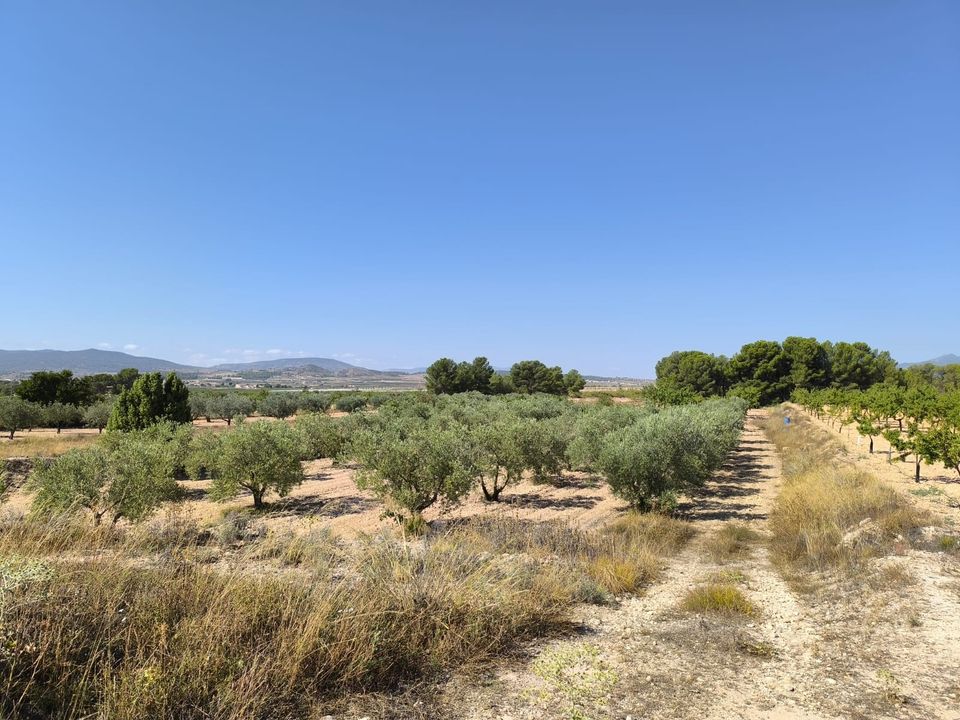 Helårsgrund i Monovar, Alicante - foto 1
