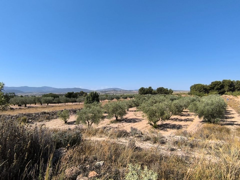 Helårsgrund i Monovar, Alicante - foto 3