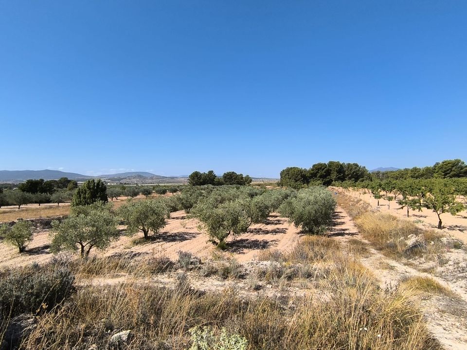 Helårsgrund i Monovar, Alicante - foto 4