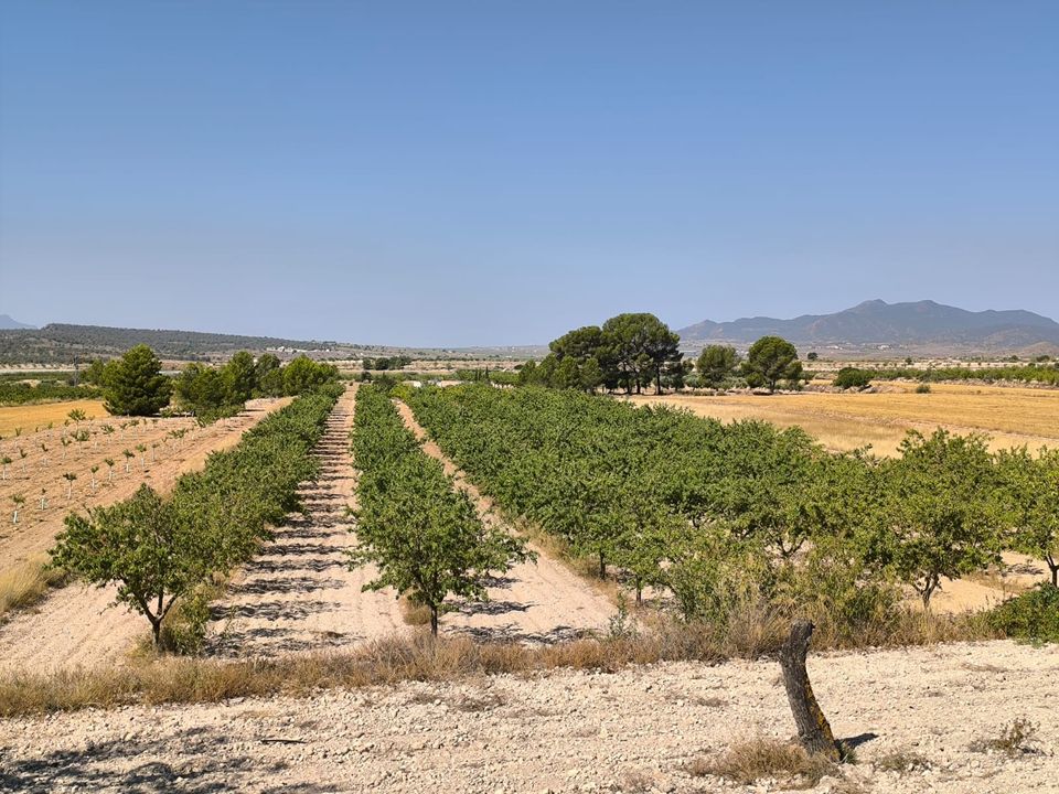 Helårsgrund i Monovar, Alicante - foto 2