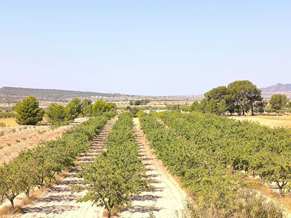 Helårsgrund i Monovar, Alicante - foto 4