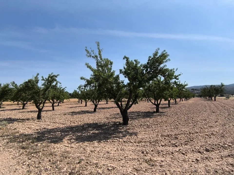 Helårsgrund i Monovar, Alicante - foto 1