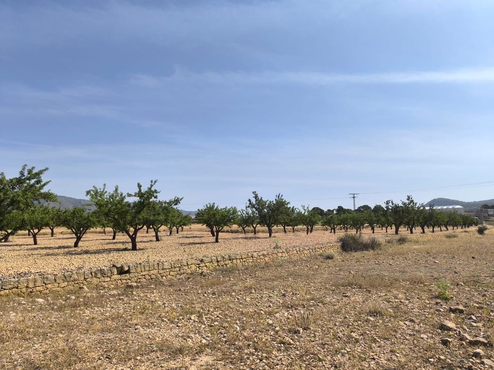 Helårsgrund i Monovar, Alicante - foto 2