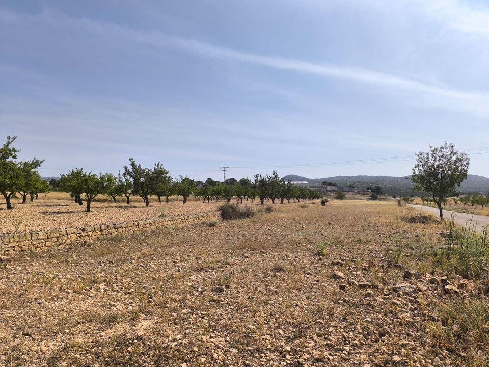 Helårsgrund i Monovar, Alicante - foto 3