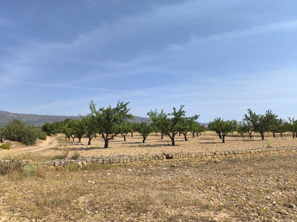 Helårsgrund i Monovar, Alicante - foto 4