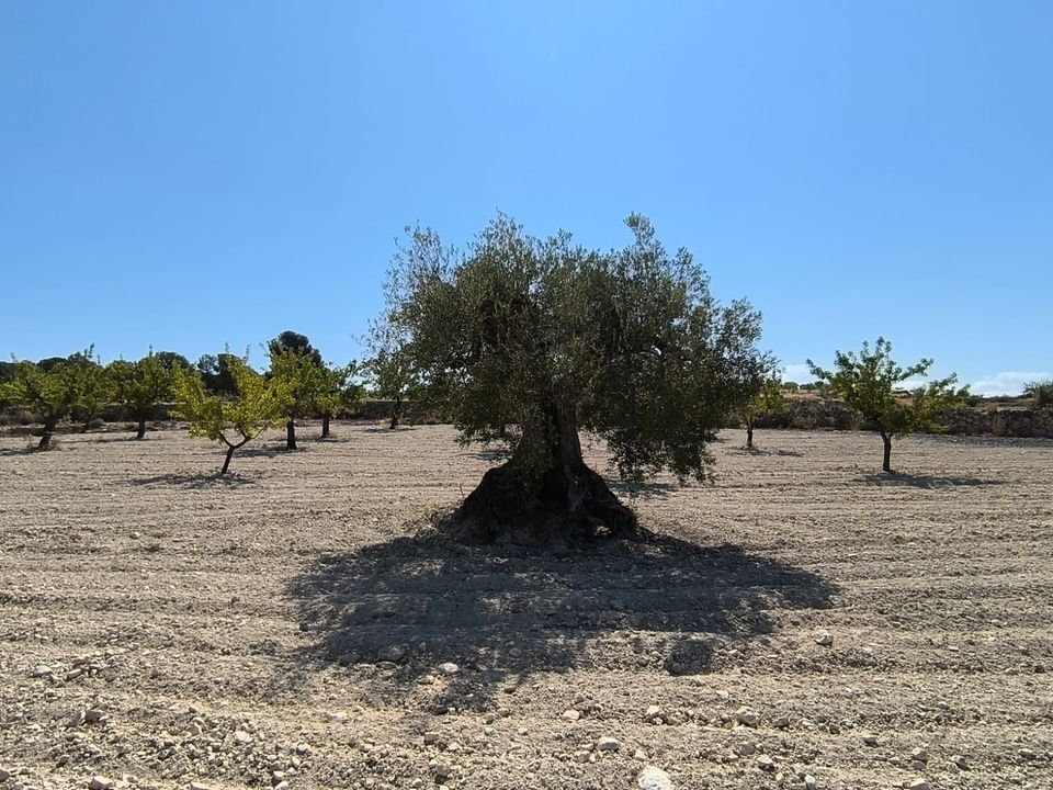 Helårsgrund i Monovar, Alicante - foto 1