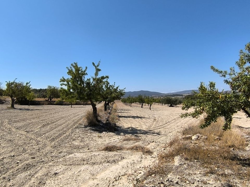 Helårsgrund i Monovar, Alicante - foto 2
