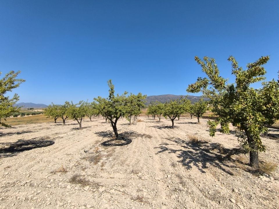 Helårsgrund i Monovar, Alicante - foto 4