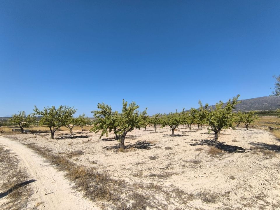 Helårsgrund i Monovar, Alicante - foto 5