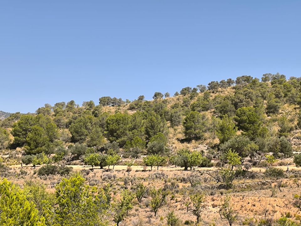 Grond in Monovar, Alicante - foto 1