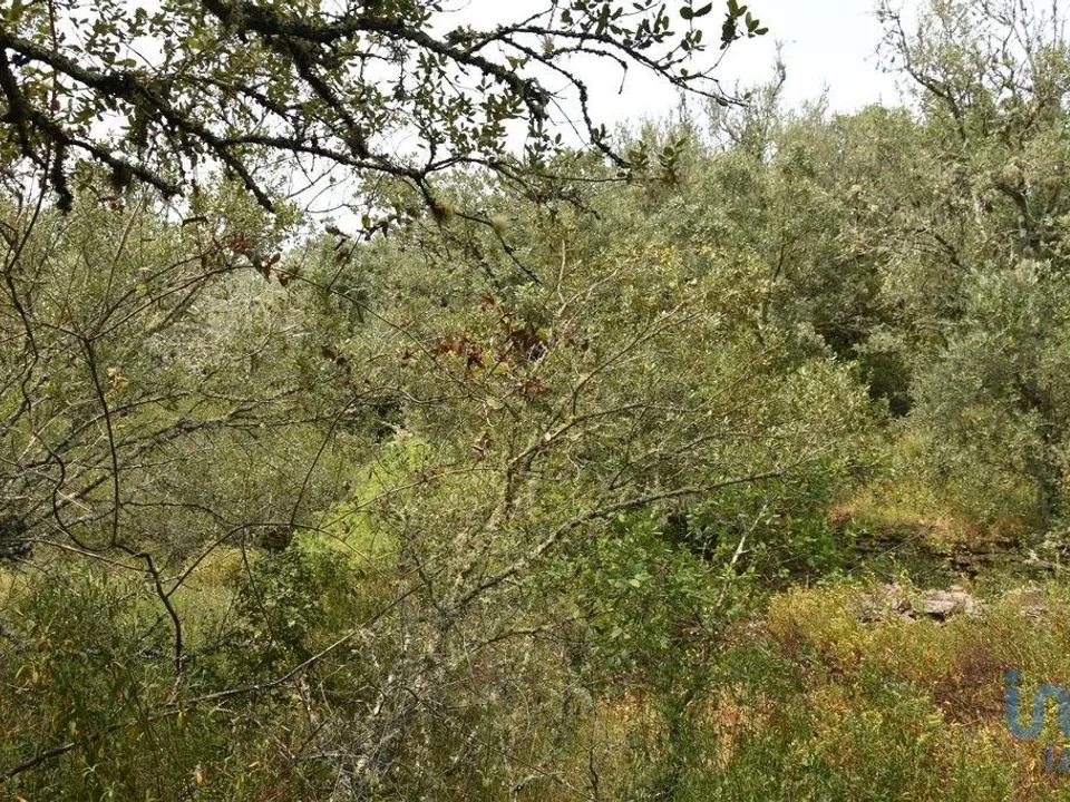 Helårsgrund i Ferreira do Zezere, Santarem - foto 3