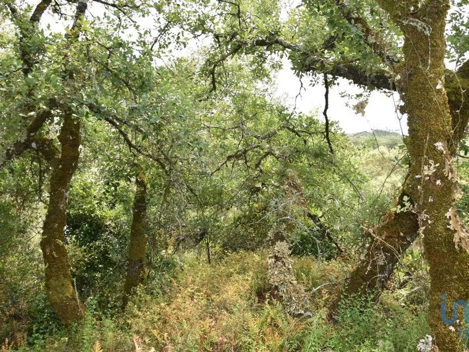 Helårsgrund i Ferreira do Zezere, Santarem - foto 4