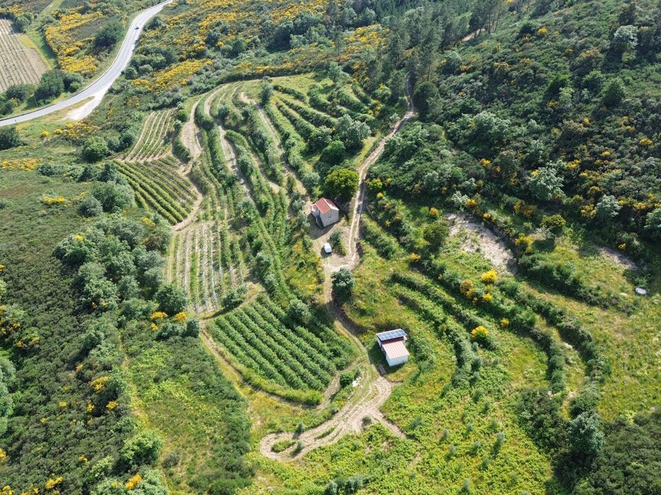 Farm i Santiago de Cassurraes e Povoa de Cervaes, Viseu - foto 1