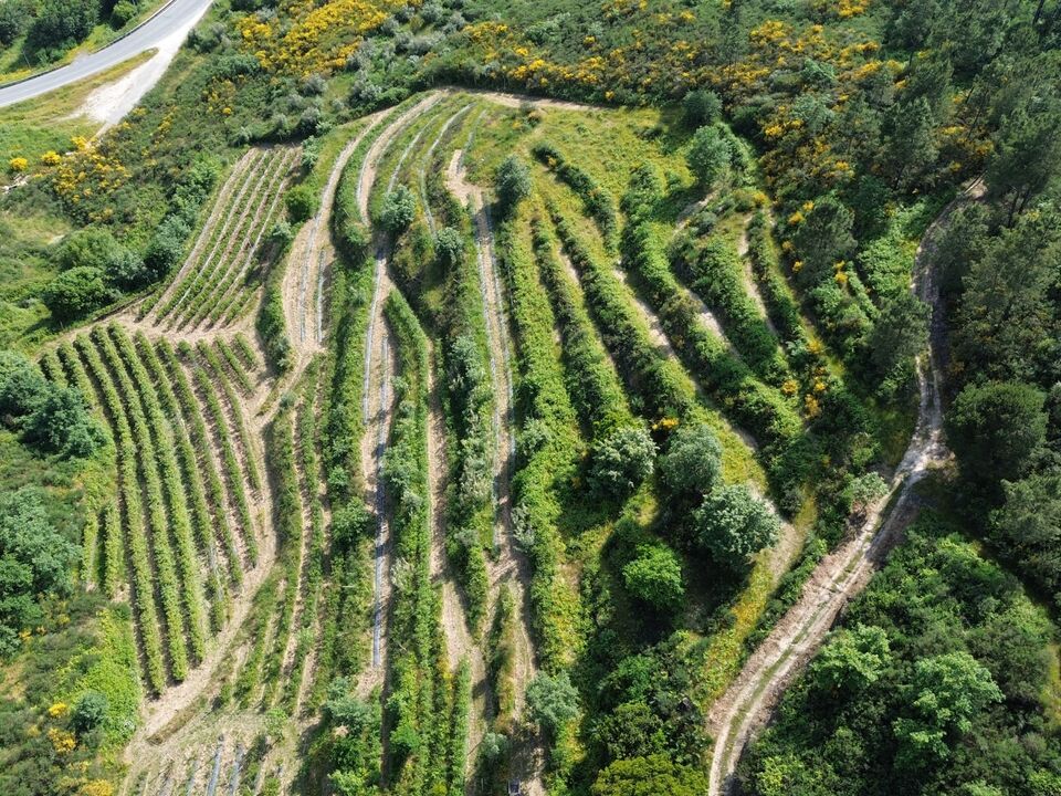 Farm i Santiago de Cassurraes e Povoa de Cervaes, Viseu - foto 2