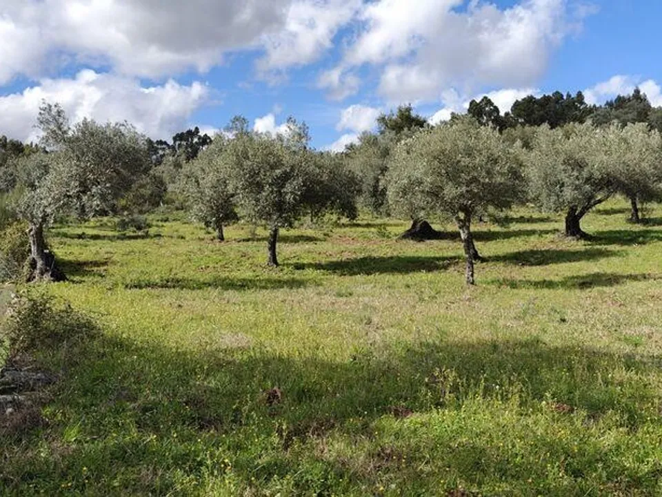 Helårsgrund i Penamacor, Castelo Branco - foto 1
