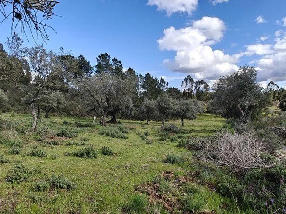 Helårsgrund i Penamacor, Castelo Branco - foto 2