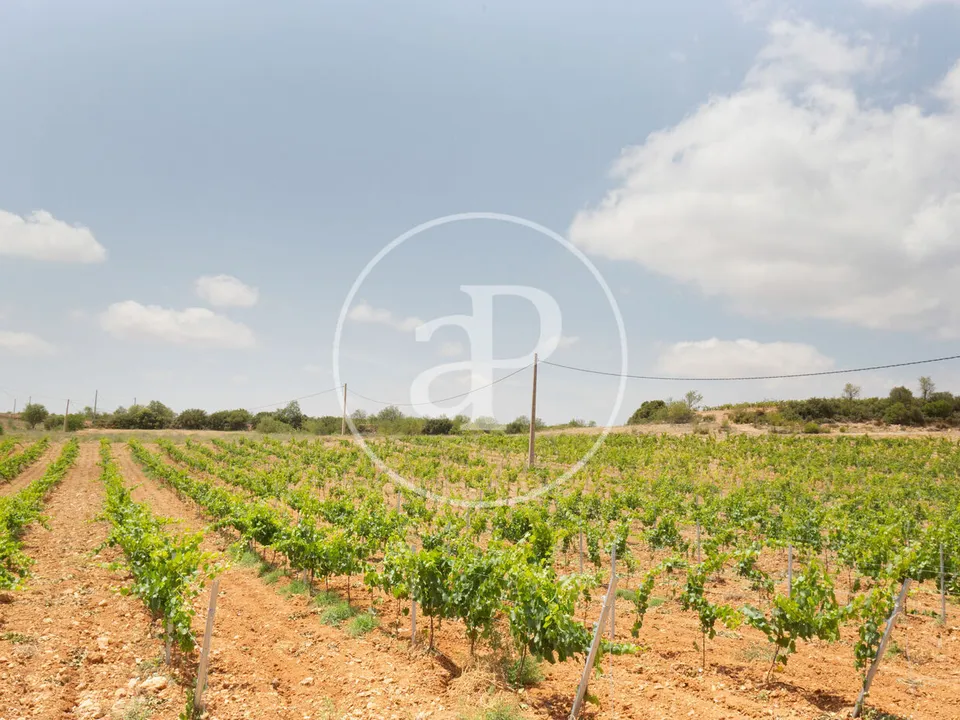 Tomt i Utiel, Valencia - bilde 2