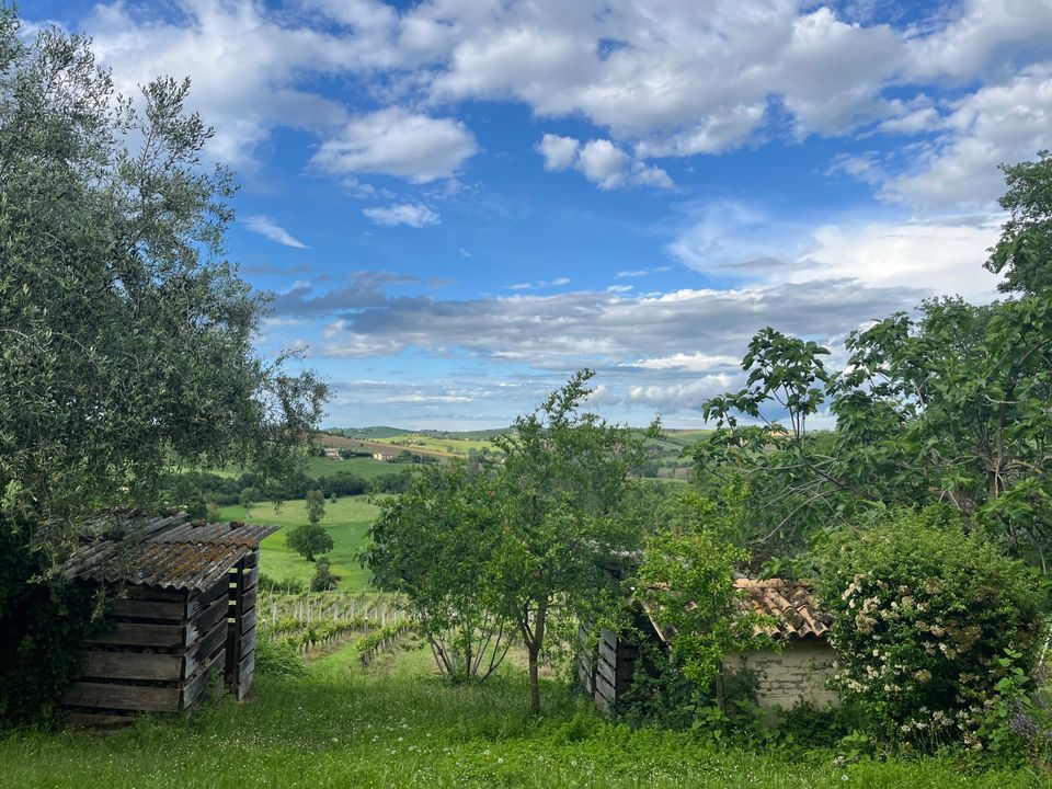 Villa i Montecarotto, Ancona - foto 3