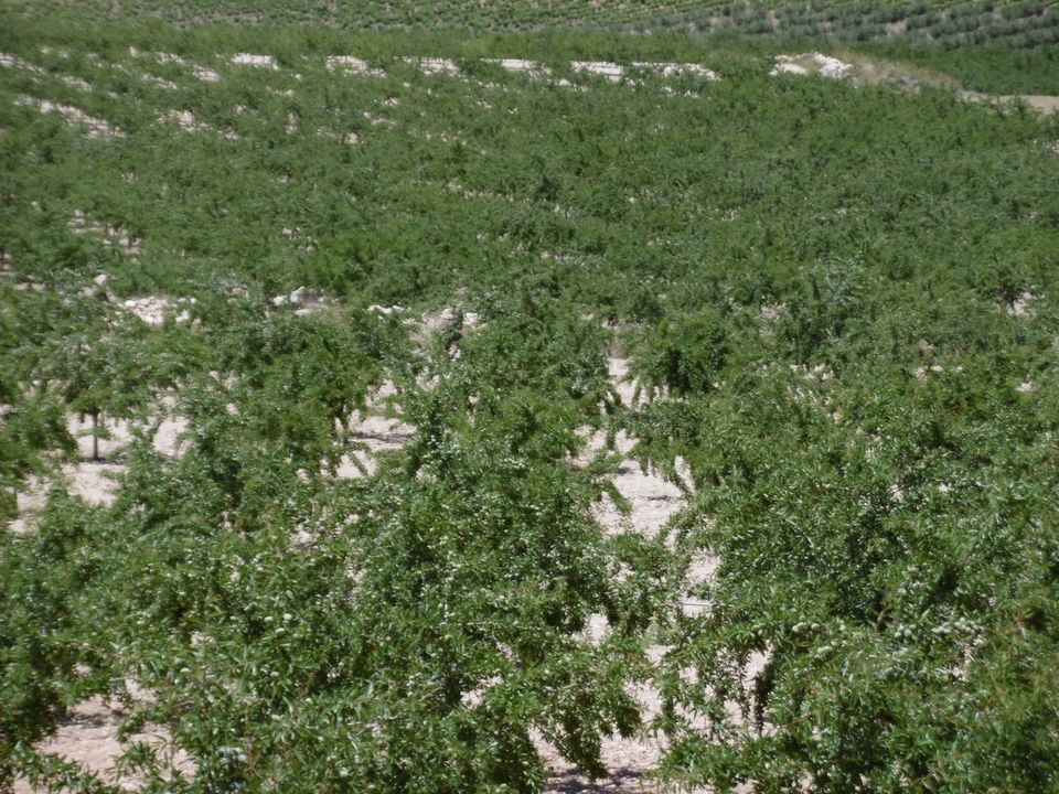 Terreno en Yecla, Murcia - foto 1