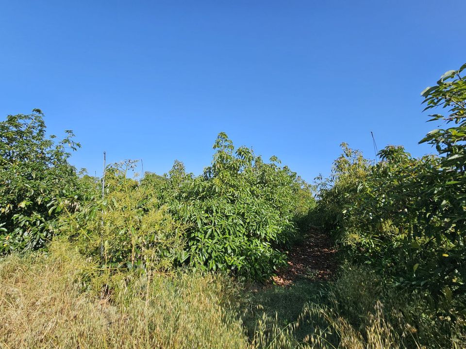 Erhvervsejendom i San Martin Del Tesorillo, Cadiz - foto 3