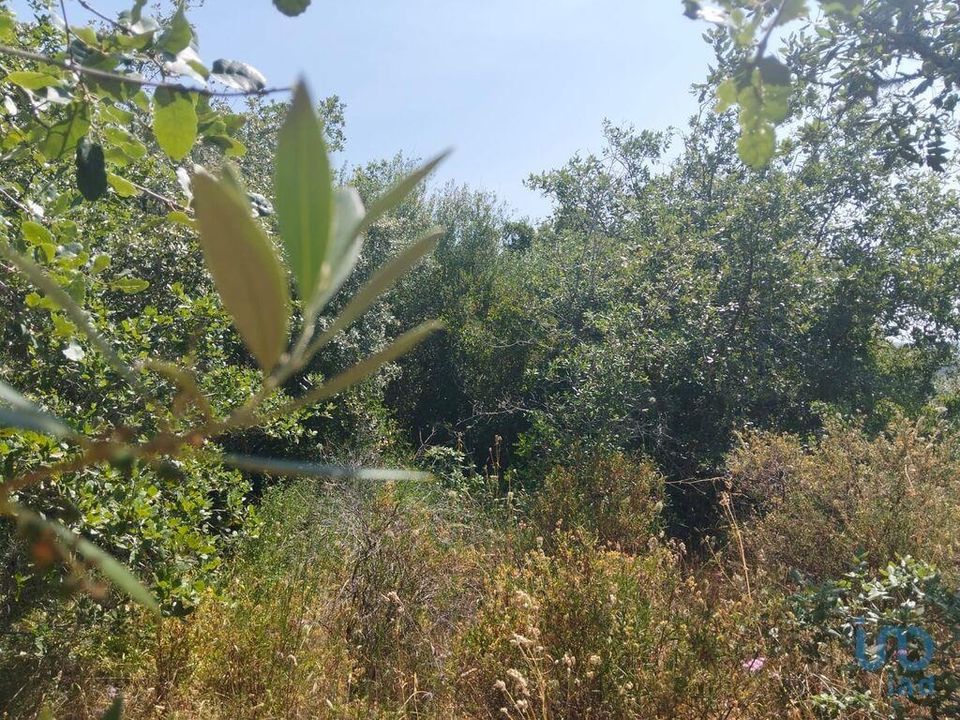 Helårsgrund i Ferreira do Zezere, Santarem - foto 5