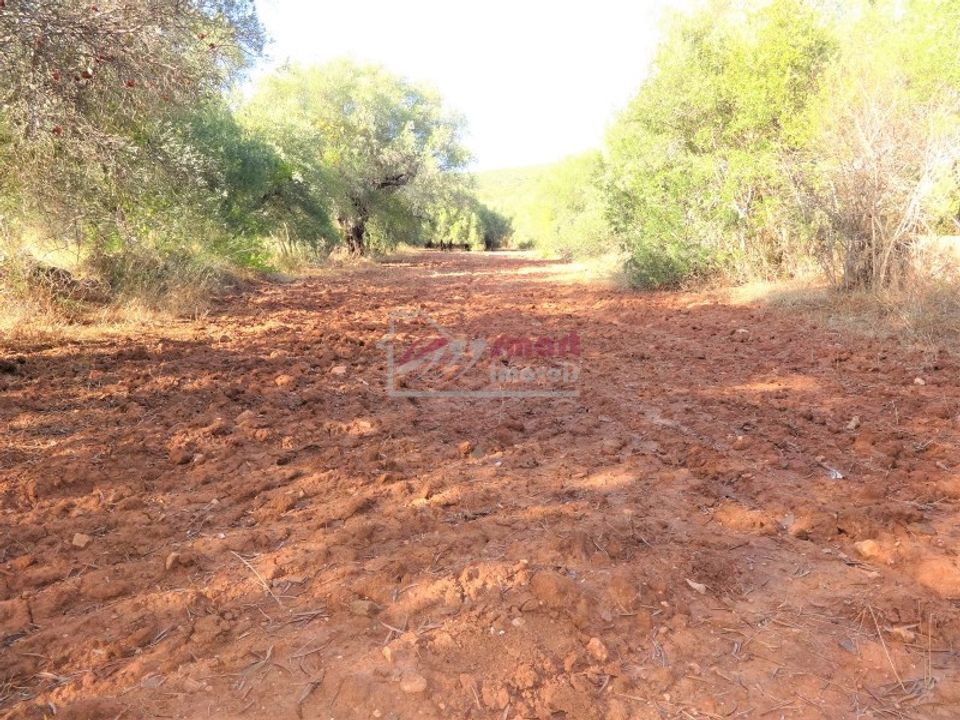 Terreno en Boliqueime, Faro - foto 2