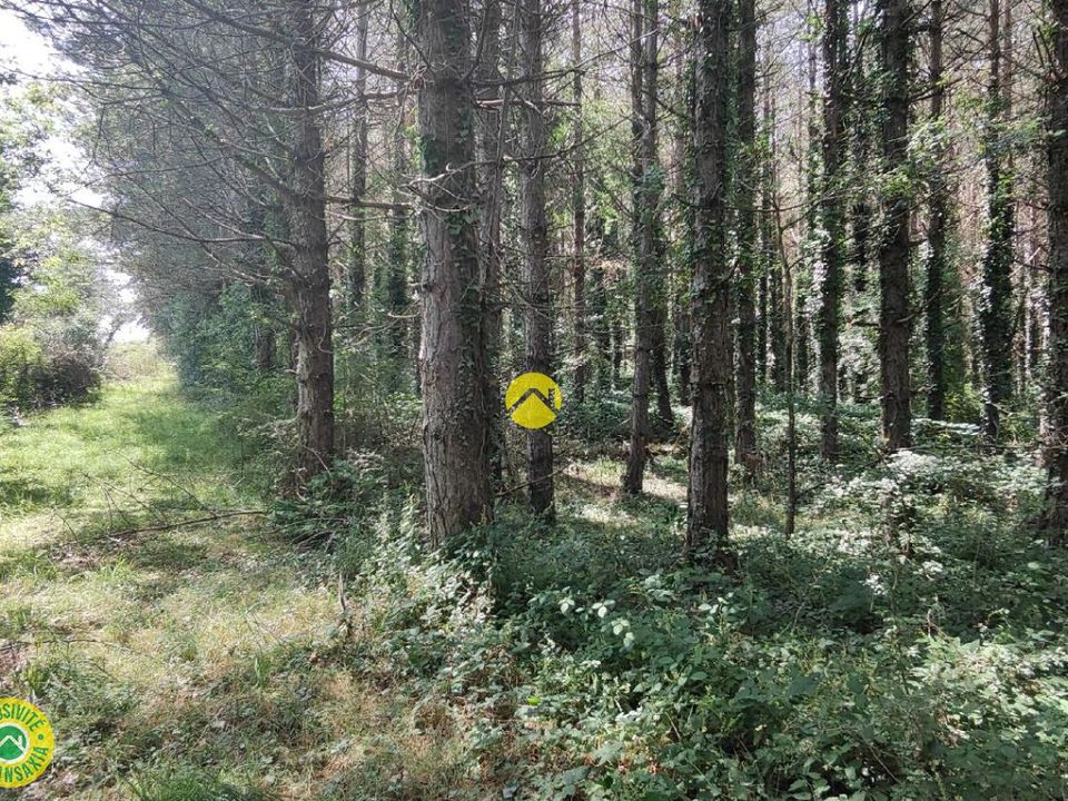 Helårsgrund i Mornay-sur-Allier, Cher - foto 5