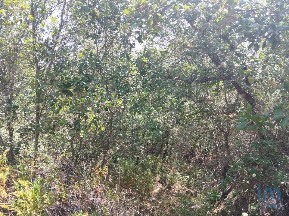 Helårsgrund i Ferreira do Zezere, Santarem - foto 3
