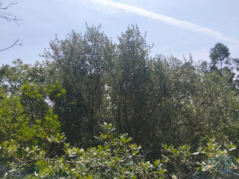Helårsgrund i Ferreira do Zezere, Santarem - foto 5