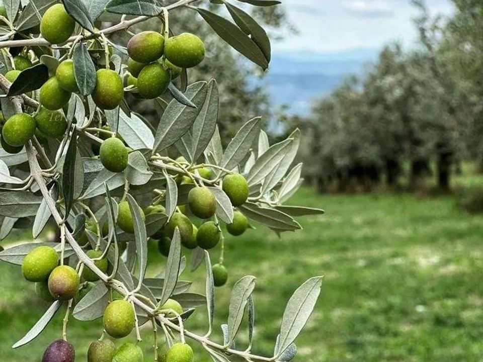 Tomt i Narni, Terni - bilde 1