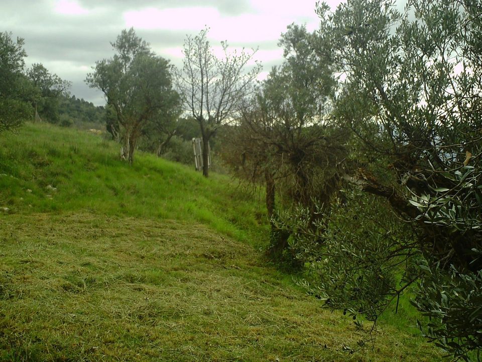 Terra a Mougins, Alpes-Maritimes - foto 2