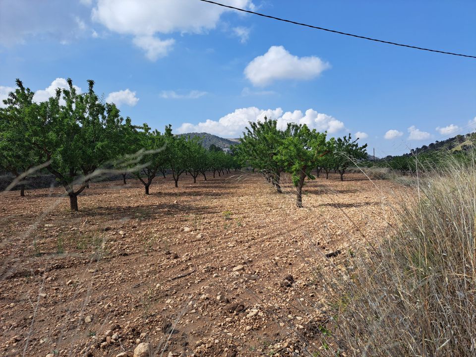 Helårsgrund i Pinoso, Alicante - foto 3