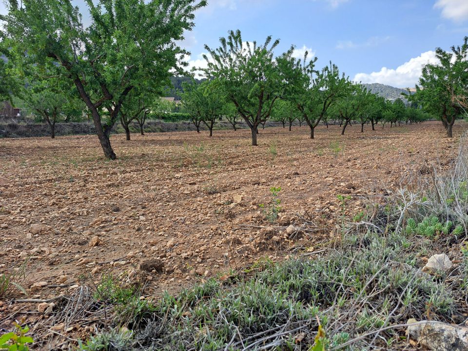 Helårsgrund i Pinoso, Alicante - foto 5
