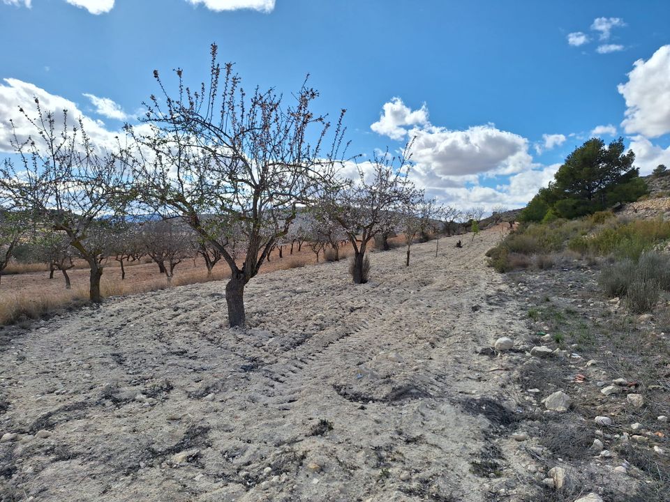 Helårsgrund i Pinoso, Alicante - foto 2