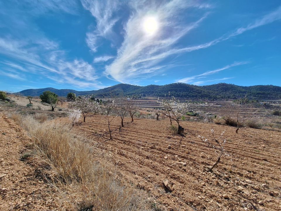 Helårsgrund i Pinoso, Alicante - foto 4