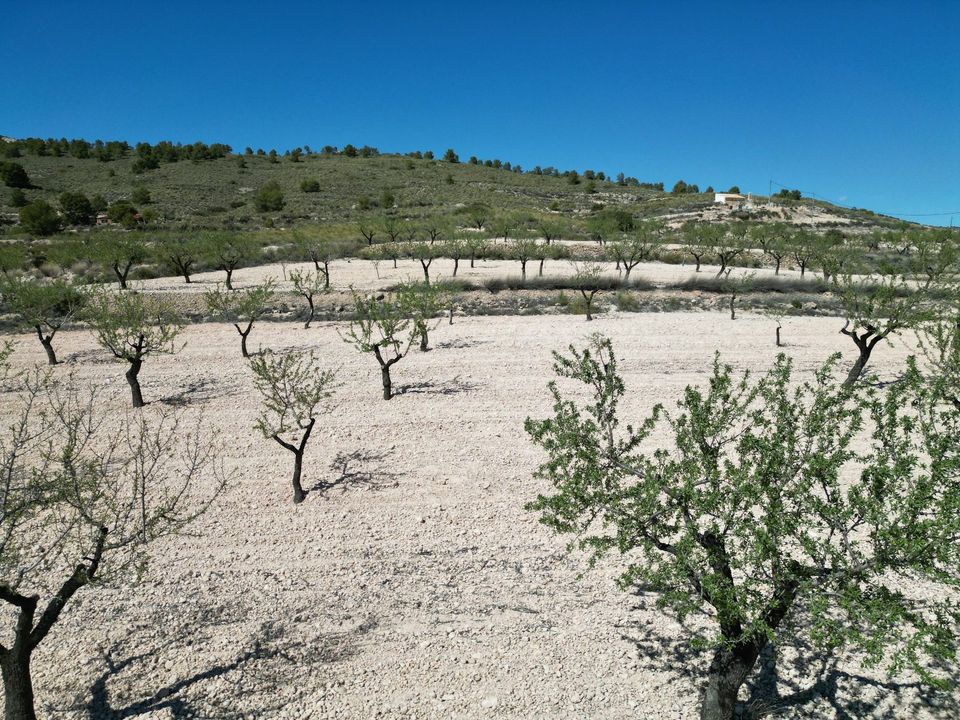 Helårsgrund i Jumilla, Murcia - foto 3