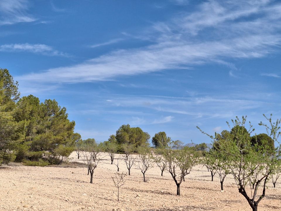 Helårsgrund i La Zarza, Murcia - foto 4