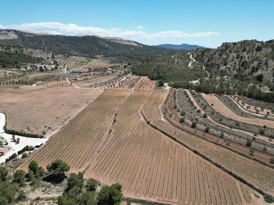 Helårsgrund i Pinoso, Alicante - foto 3