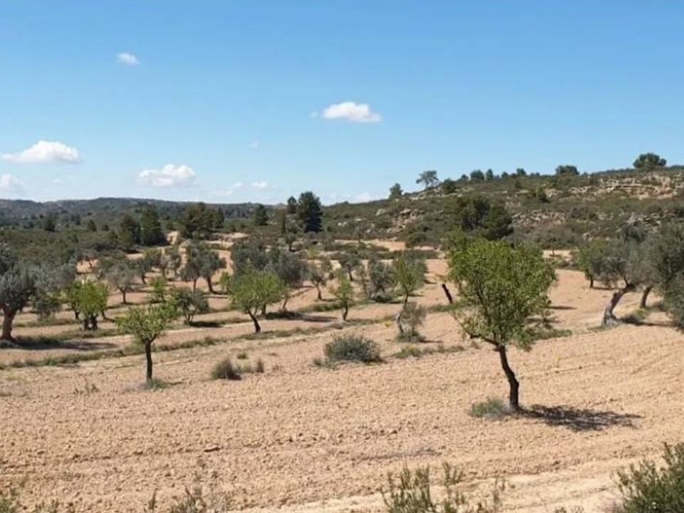 Helårsgrund i Fabara, Zaragoza - foto 3