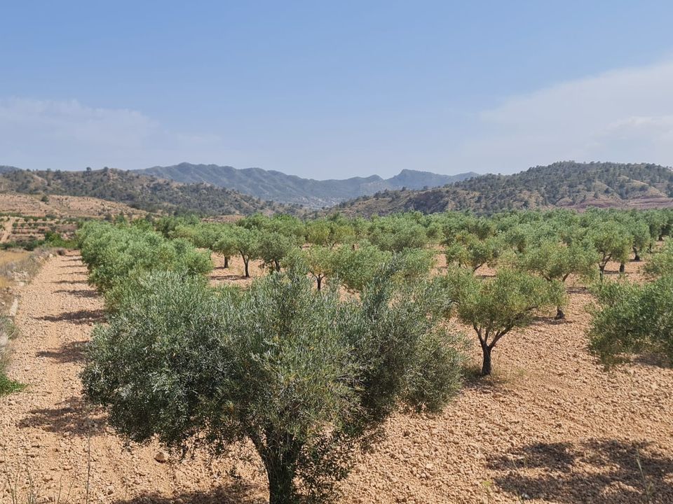 Tomt i Abanilla, Murcia - bilde 3