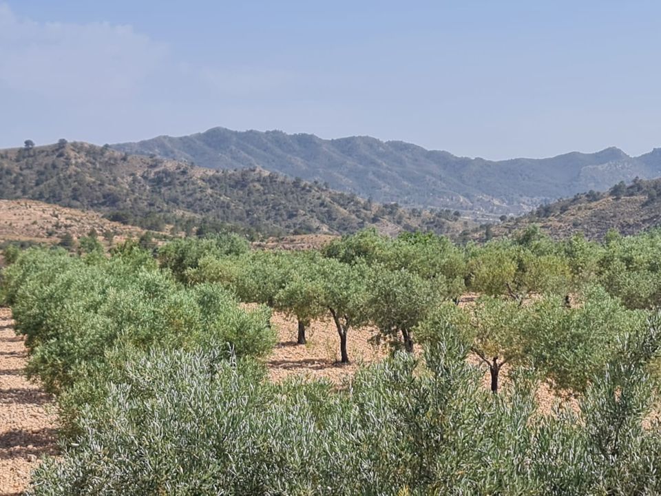Tomt i Abanilla, Murcia - bilde 4
