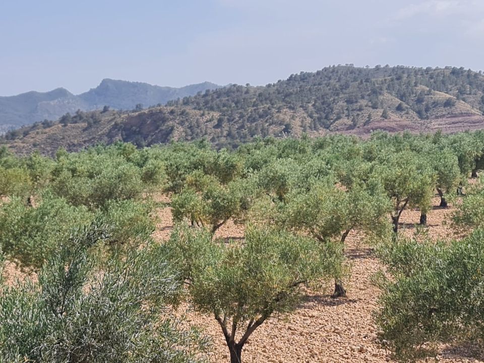 Tomt i Abanilla, Murcia - bilde 5