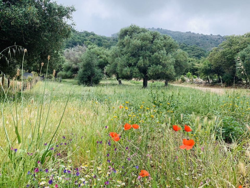 Helårsgrund i Muro, Haute-Corse - foto 1