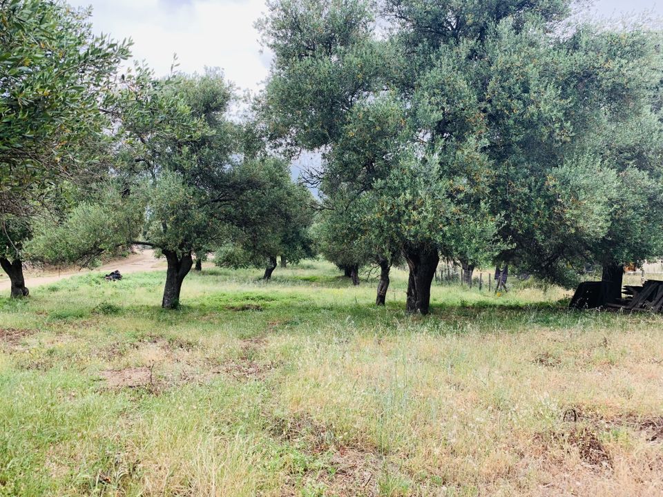 Helårsgrund i Muro, Haute-Corse - foto 2