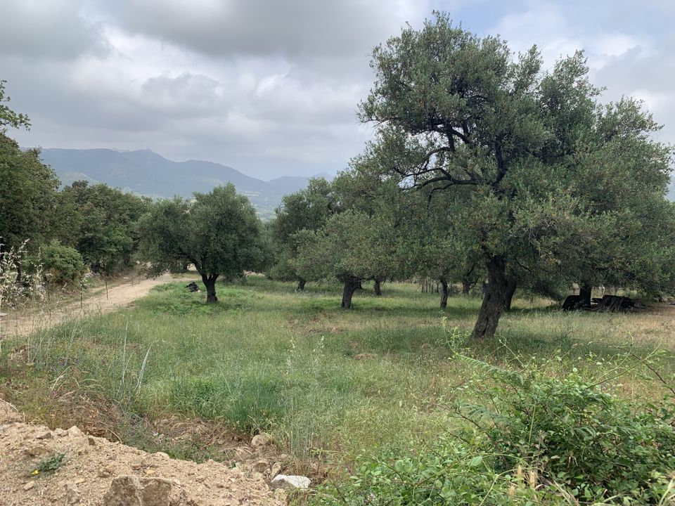 Helårsgrund i Muro, Haute-Corse - foto 3