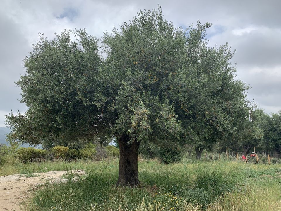Helårsgrund i Muro, Haute-Corse - foto 4
