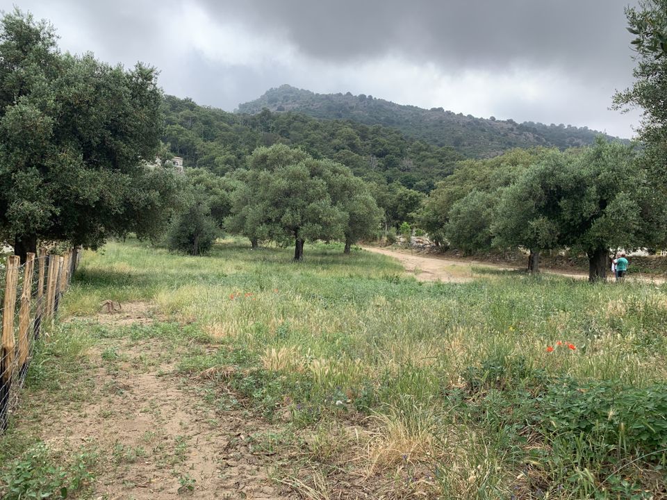Helårsgrund i Muro, Haute-Corse - foto 5