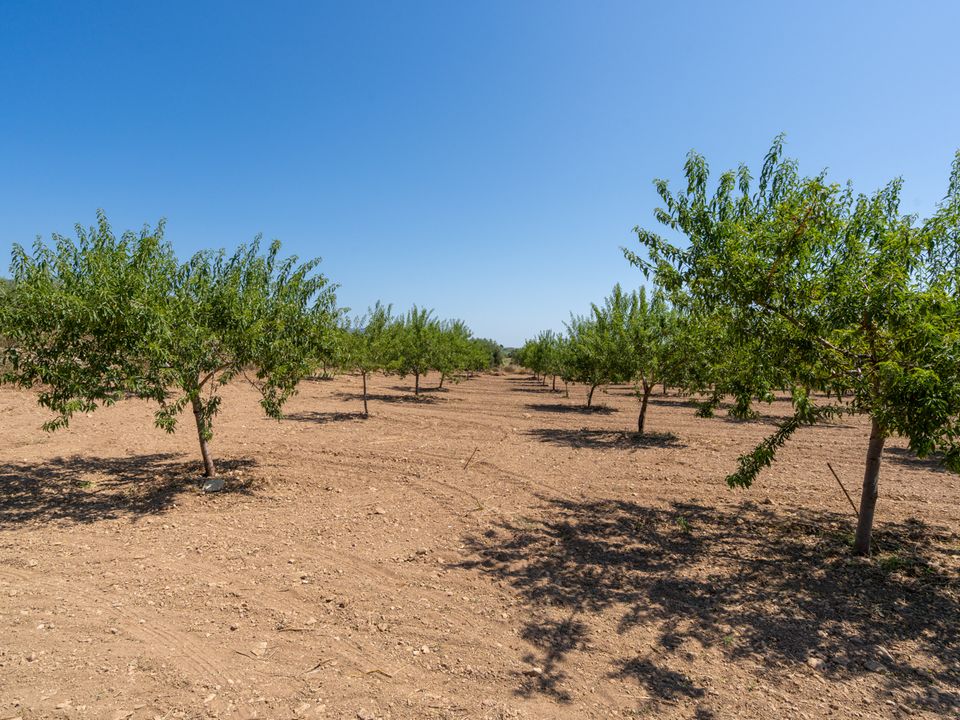 Finca i La Senia, Tarragona - foto 5