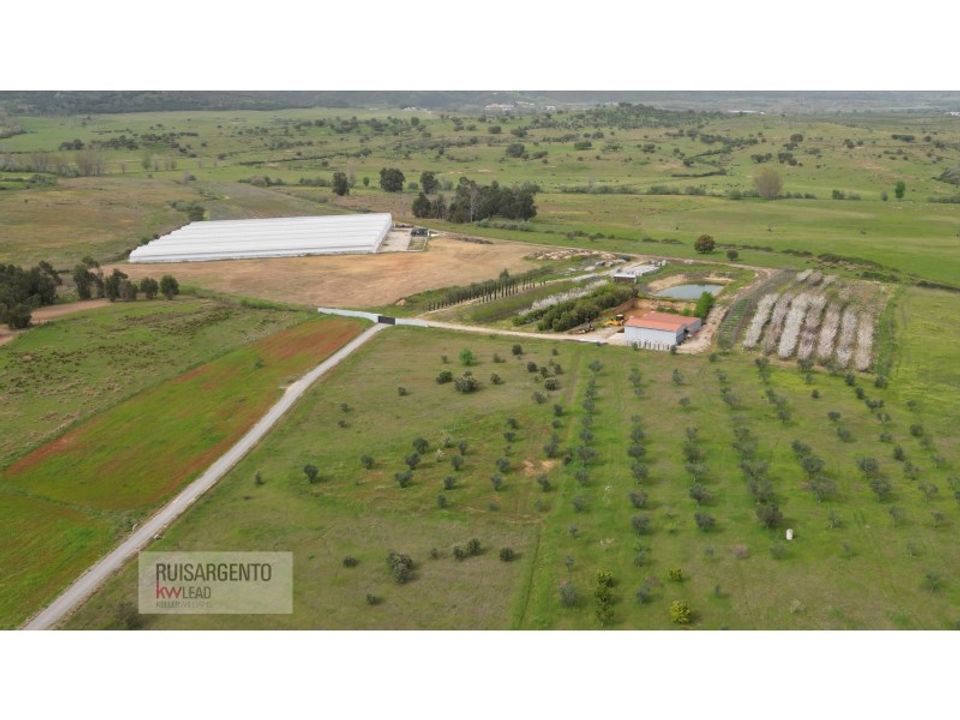 Farm i Ladoeiro, Castelo Branco - foto 4