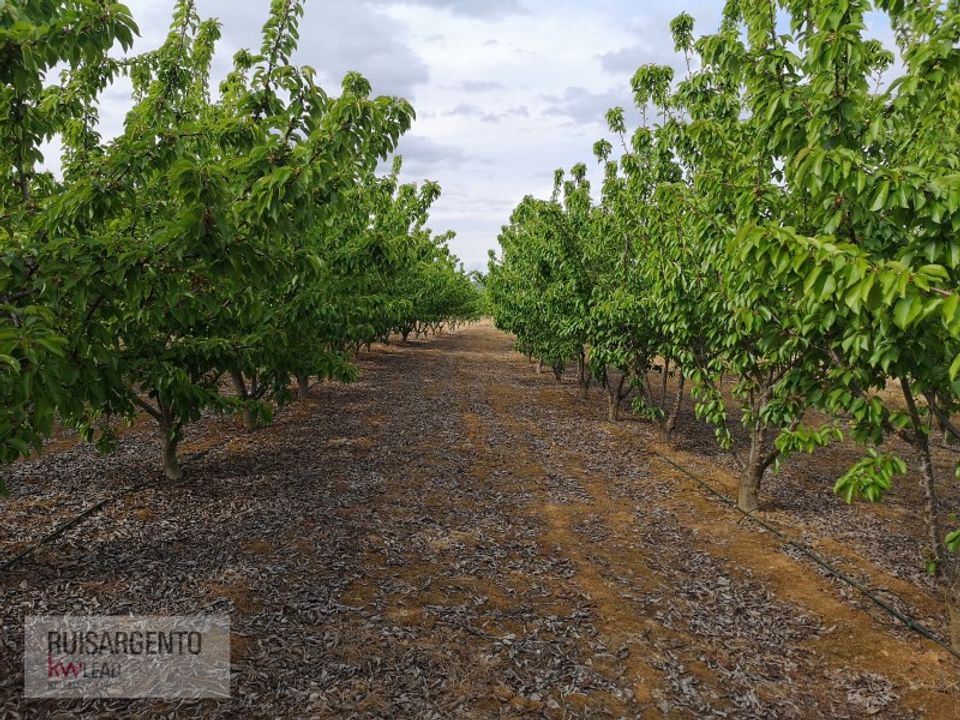 Farm i Ladoeiro, Castelo Branco - foto 3